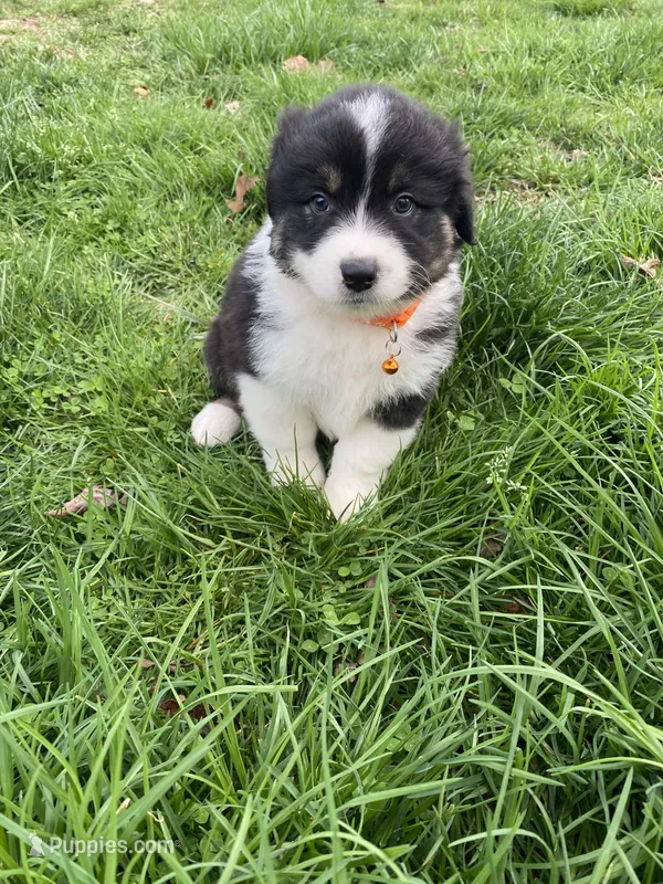 Orange male akc – Australian Shepherd puppy for sale in Rising Fawn, GA