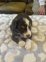 Blue collar akc, a male Australian Shepherd for sale in Rising Fawn, GA – Photo 2 of 3