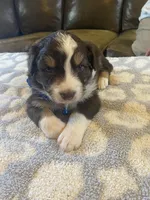 Blue collar akc, a male Australian Shepherd for sale in Rising Fawn, GA – Photo 1 of 3
