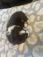 Blue collar akc, a male Australian Shepherd for sale in Rising Fawn, GA – Photo 3 of 3