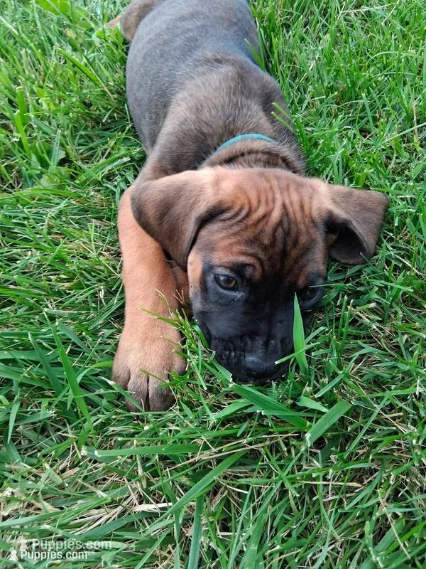 munchie – Cane Corso puppy for sale in Cerro Gordo, IL
