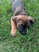 munchie, a female Cane Corso for sale in Cerro Gordo, IL – 2 of 2