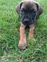munchie, a female Cane Corso for sale in Cerro Gordo, IL – 1 of 2