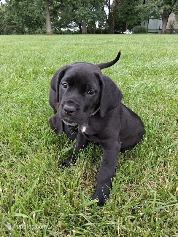 grey collor – Cane Corso puppy for sale in Cerro Gordo, IL