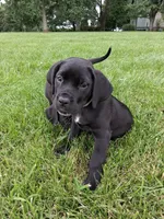 grey collor, a female Cane Corso for sale in Cerro Gordo, IL – 1 of 2