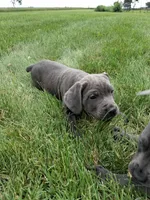 Benjamin, a male Cane Corso for sale in Cerro Gordo, IL – 2 of 2