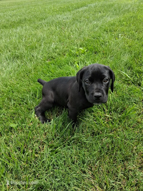 Purple collor  – Cane Corso puppy for sale in Cerro Gordo, IL
