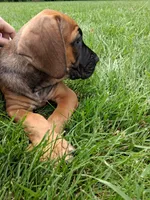 brindle blue color, a male Cane Corso for sale in Cerro Gordo, IL – 3 of 3