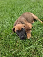 brindle blue color, a male Cane Corso for sale in Cerro Gordo, IL – 2 of 3
