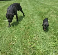 light blue collor, a female Cane Corso for sale in Cerro Gordo, IL – 2 of 2