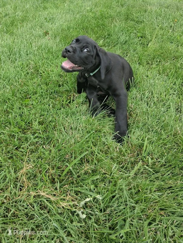 light blue collor – Cane Corso puppy for sale in Cerro Gordo, IL