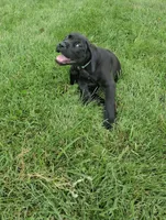 light blue collor, a female Cane Corso for sale in Cerro Gordo, IL – 1 of 2