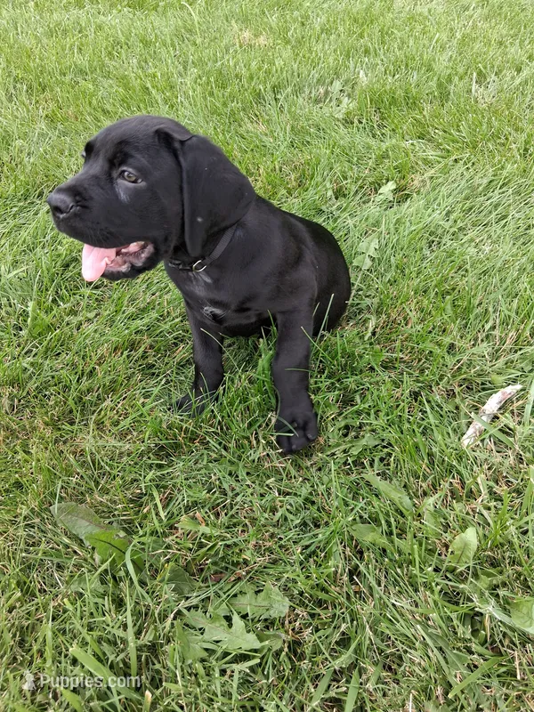 Black collor – Cane Corso puppy for sale in Cerro Gordo, IL