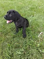 Black collor, a male Cane Corso for sale in Cerro Gordo, IL – 1 of 2