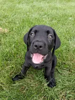 Black collor, a male Cane Corso for sale in Cerro Gordo, IL – 2 of 2