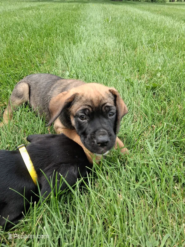 Chunker – Cane Corso puppy for sale in Cerro Gordo, IL