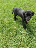 yellow collor, a female Cane Corso for sale in Cerro Gordo, IL – 2 of 2