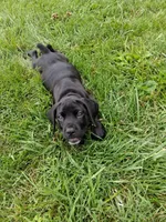 Purple collor , a female Cane Corso for sale in Cerro Gordo, IL – 2 of 2