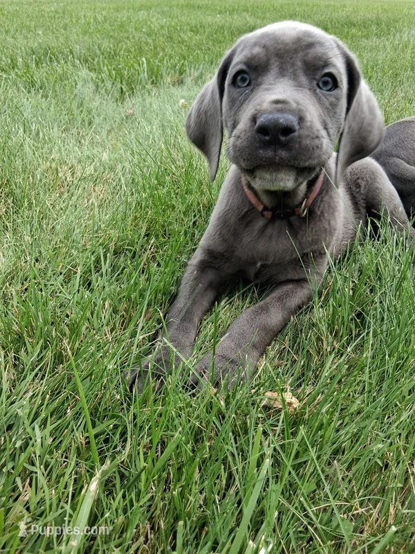 light pink collor  – Cane Corso puppy for sale in Cerro Gordo, IL