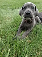 light pink collor , a female Cane Corso for sale in Cerro Gordo, IL – 1 of 2