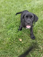 grey collor, a female Cane Corso for sale in Cerro Gordo, IL – 2 of 2