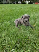 light pink collor , a female Cane Corso for sale in Cerro Gordo, IL – 2 of 2