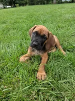 brindle blue color, a male Cane Corso for sale in Cerro Gordo, IL – 1 of 3