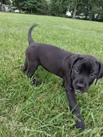 pink color, a female Cane Corso for sale in Cerro Gordo, IL – 2 of 2