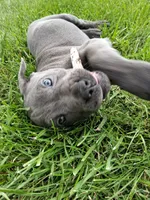 Benjamin, a male Cane Corso for sale in Cerro Gordo, IL – 1 of 2