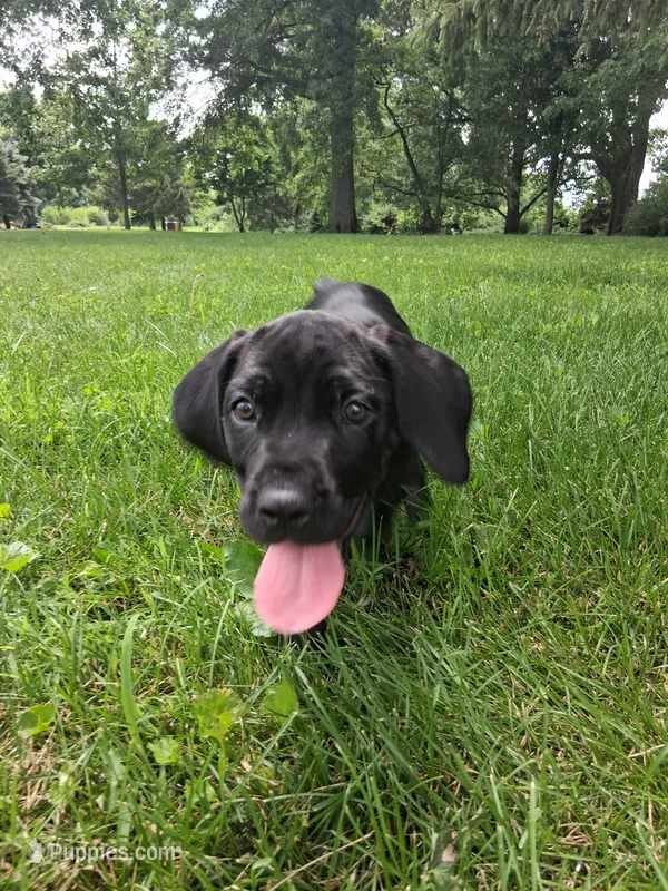 brown collor – Cane Corso puppy for sale in Cerro Gordo, IL
