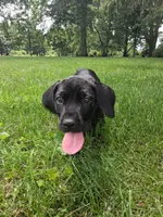 brown collor, a male Cane Corso for sale in Cerro Gordo, IL – 1 of 2