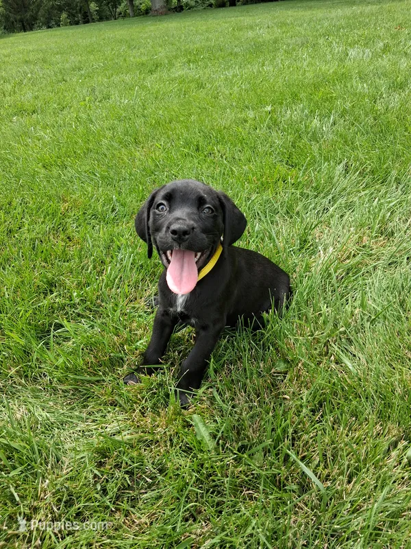 yellow collor – Cane Corso puppy for sale in Cerro Gordo, IL