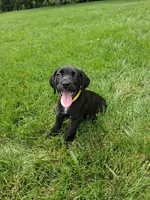 yellow collor, a female Cane Corso for sale in Cerro Gordo, IL – 1 of 2