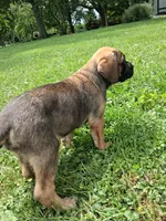 Chunker, a female Cane Corso for sale in Cerro Gordo, IL – 2 of 2
