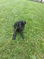 brown collor, a male Cane Corso for sale in Cerro Gordo, IL – 2 of 2