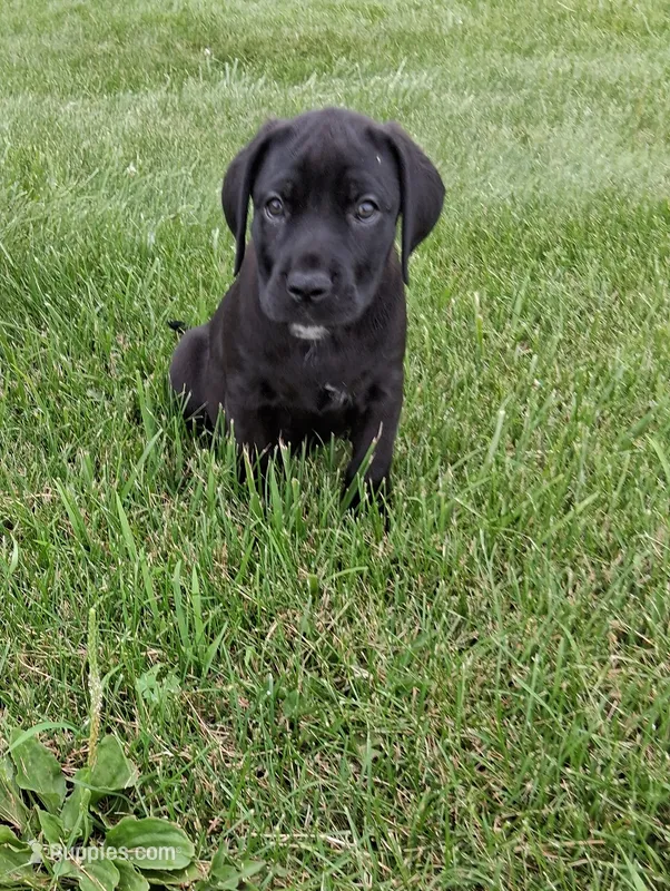 pink color – Cane Corso puppy for sale in Cerro Gordo, IL