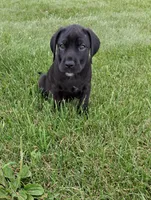pink color, a female Cane Corso for sale in Cerro Gordo, IL – 1 of 2