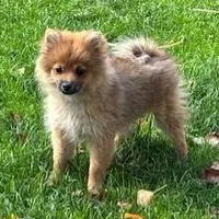 EASTER DARLING MILLIE   , a female Pomeranian for sale in Tucson, AZ – Photo 1 of 4