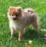 Maybelline, a female Pomeranian for sale in Tucson, AZ – Photo 1 of 3