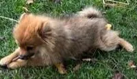 EASTER DARLING MILLIE   , a female Pomeranian for sale in Tucson, AZ – Photo 3 of 4