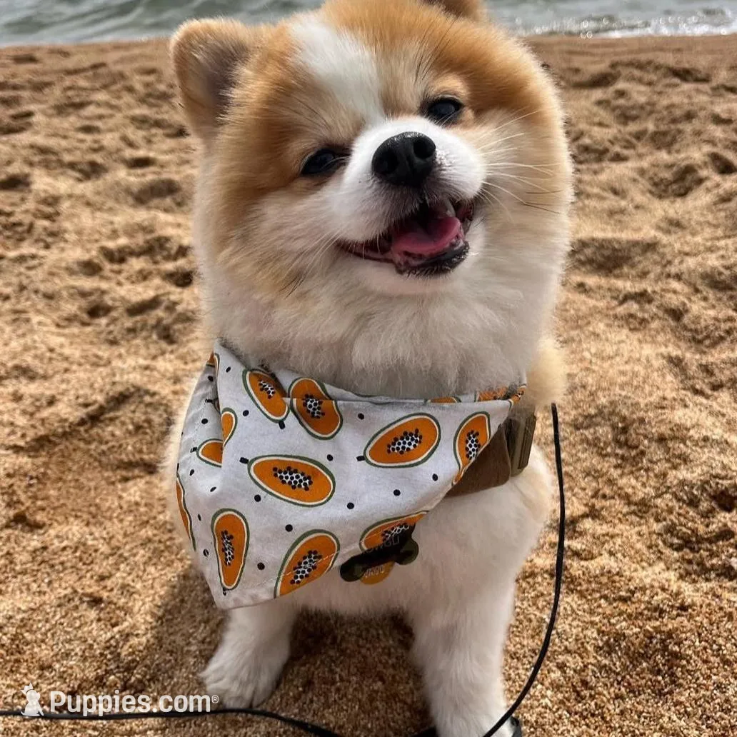 Maybelline, a female Pomeranian for sale in Tucson, AZ – Photo 3 of 3