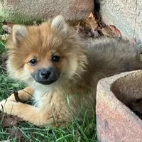 EASTER DARLING MILLIE   , a female Pomeranian for sale in Tucson, AZ – Photo 2 of 4