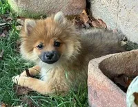 Maybelline, a female Pomeranian for sale in Tucson, AZ – Photo 2 of 3