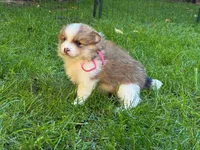 RUBY, a female Pomeranian for sale in Tucson, AZ – Photo 2 of 4