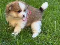 RUBY, a female Pomeranian for sale in Tucson, AZ – Photo 1 of 4