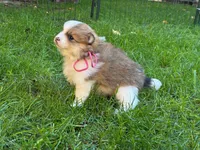 RUBY, a female Pomeranian for sale in Tucson, AZ – Photo 3 of 4