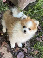 BLUEBERRY, a male Pomeranian for sale in Tucson, AZ – Photo 1 of 5