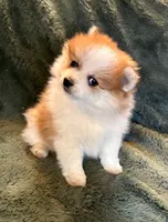 BLUEBERRY, a male Pomeranian for sale in Tucson, AZ – Photo 3 of 5