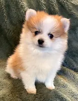 BLUEBERRY, a male Pomeranian for sale in Tucson, AZ – Photo 2 of 5