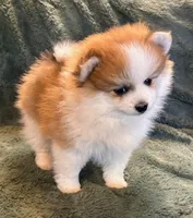 BLUEBERRY, a male Pomeranian for sale in Tucson, AZ – Photo 4 of 5